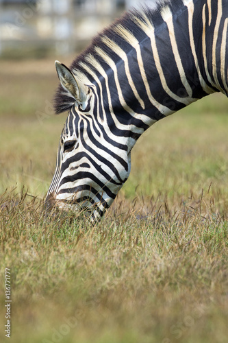 Image of an zebra eating grass on nature background. Wild Animal