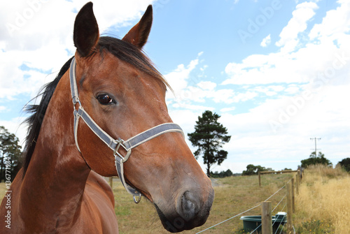 Horse on a farm, Victoria, Australia