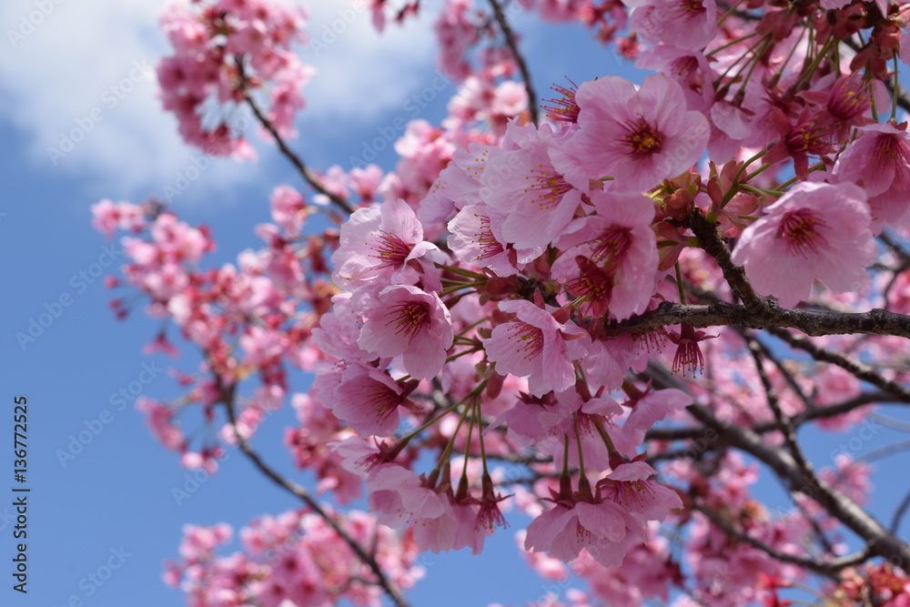 Obraz premium 満開のサクラ