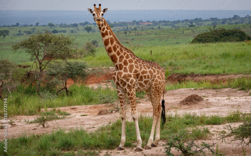 Single giraffe in Murchison Park, Uganda Single giraffe in Murchison Park, Uganda