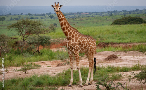 Single giraffe in Murchison Park, Uganda