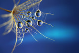 Water drops rain dew close-up macro to seed dandelion flower on a blue background. Beautiful image spiderweb. Abstract border template for design.