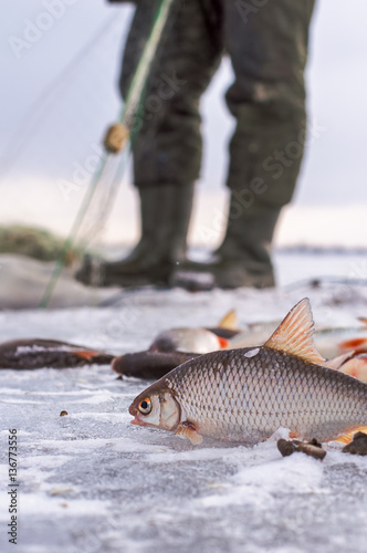 Fototapeta Naklejka Na Ścianę i Meble -  Winter fishing, fishing networks catch fish