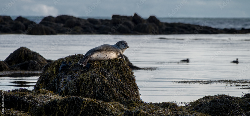 Naklejka premium Seals resting in Ytri Tunga beach in Iceland