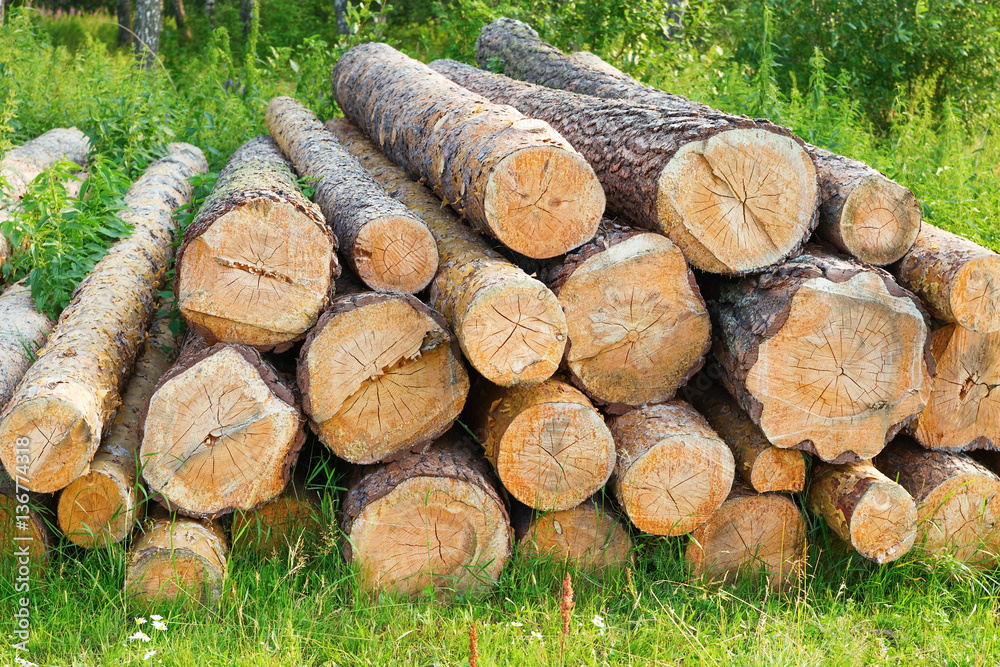 Wood. Felled logs lying on the grass in the forest. Pine trees chopped fuel reserves. Wood. Felled logs lying on the grass in the forest. Pine trees chopped fuel reserves.