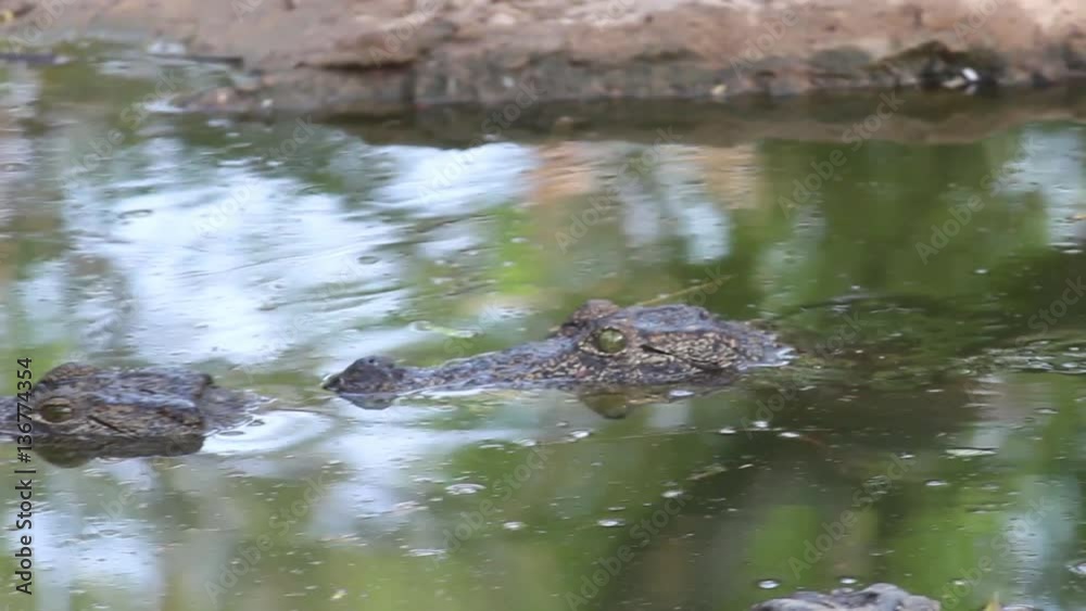 Crocodile Swimming in water Crocodile Swimming in water