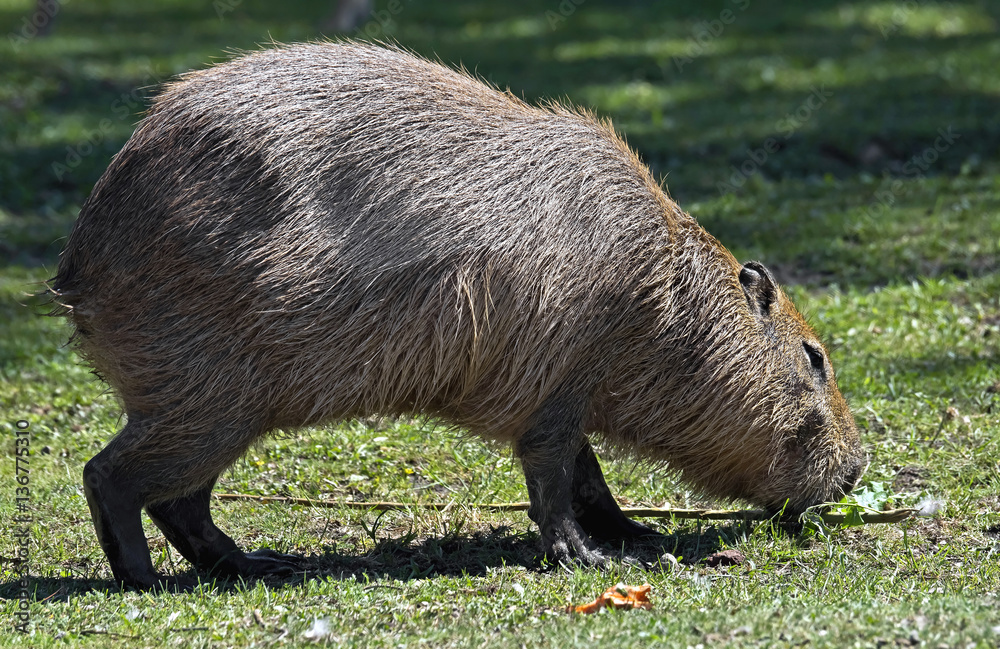 Capybara. Latin name - Hydrochoerus hydrochaeris Capybara. Latin name - Hydrochoerus hydrochaeris