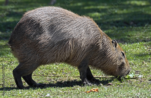 Capybara. Latin name - Hydrochoerus hydrochaeris