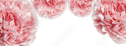 banner  pink peonies
