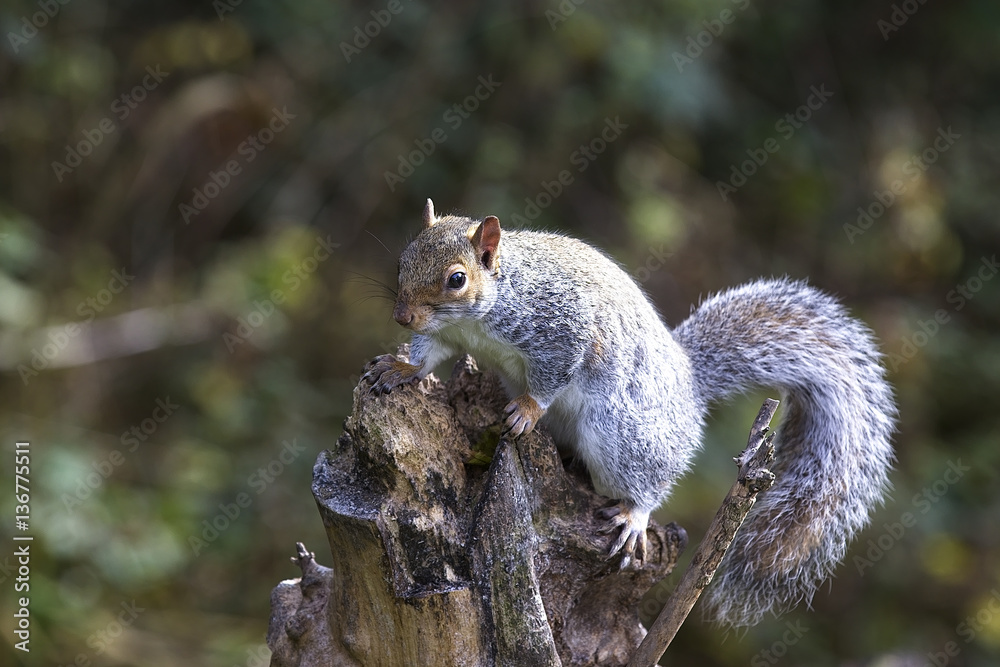Grey Squirrel, (Sciurus carolinensis) on a tree stump, northern England, UK. Grey Squirrel, (Sciurus carolinensis) on a tree stump, northern England, UK.