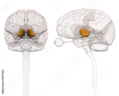 Thalamus Brain Anatomy photo