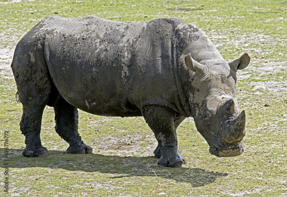 African rhinoceros. Latin name - Diceros bicornis African rhinoceros. Latin name - Diceros bicornis