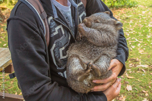 Cloeseup of arms holding a little marsupial wombat few months old, Vombatus ursinus, while sleeping. Trowunna Wildlife Park, Mole Creek, Tasmania, Australia. photo