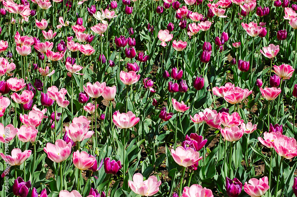 The field with pink tulips