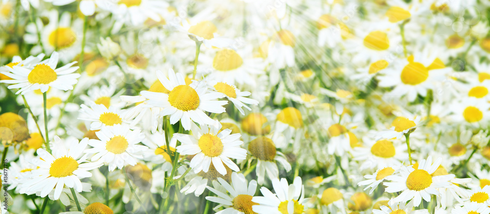 Summer field with daisies