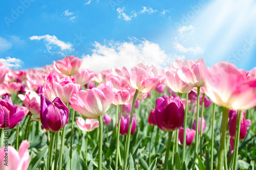 Field with pink tulips on blue sky background