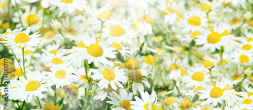 Summer field with daisies © svetavo