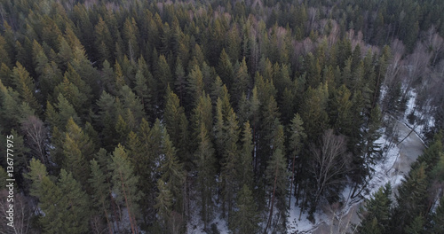 aerial photo over fir forest in winter season, drone photo