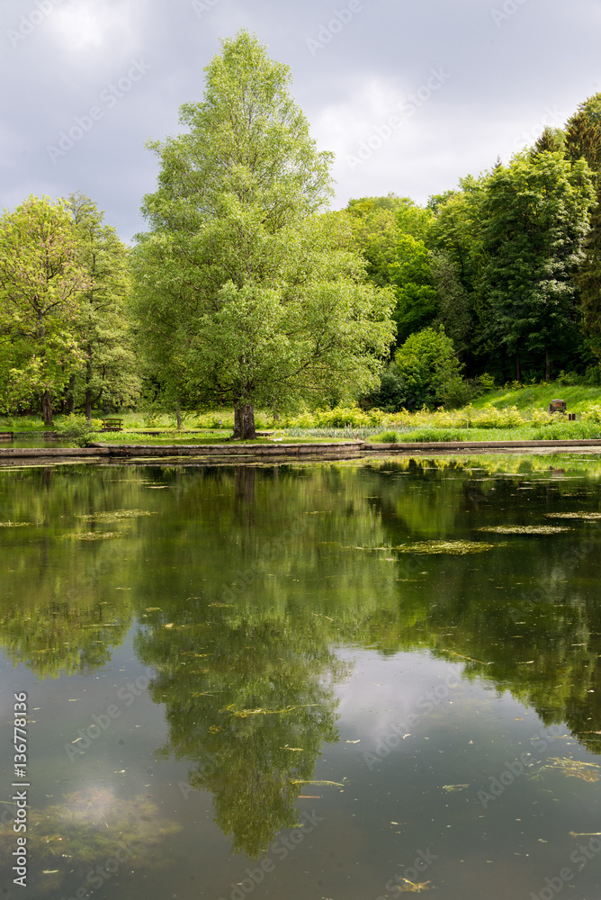 Magnifique reflet sur l'eau d'un lac d'un arbre centenaire. Promenade au bord du lac.