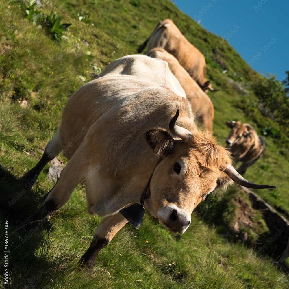 Vache à cloche au massif du Sancy en Auvergne France. Cette vache à cloche  nous regarde. Photos | Adobe Stock