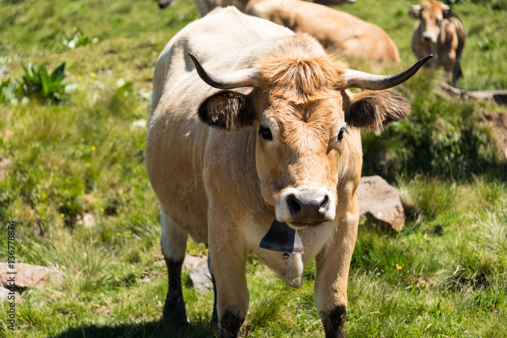 Vache à cloche au massif du Sancy en Auvergne France. Cette vache à cloche nous regarde.
