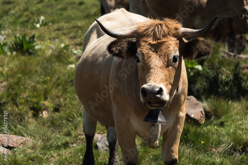 Vache à cloche au massif du Sancy en Auvergne France. Cette vache à cloche nous regarde.