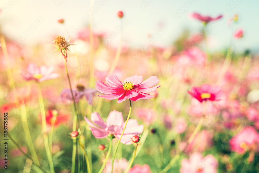 Field pink cosmos flower with vintage toned.