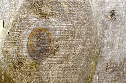 Old wood log texture background