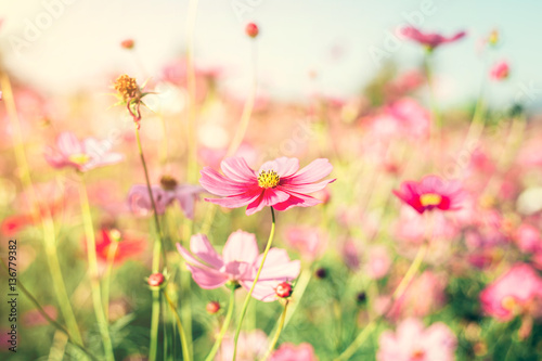 Field pink cosmos flower with vintage toned. © tortoon