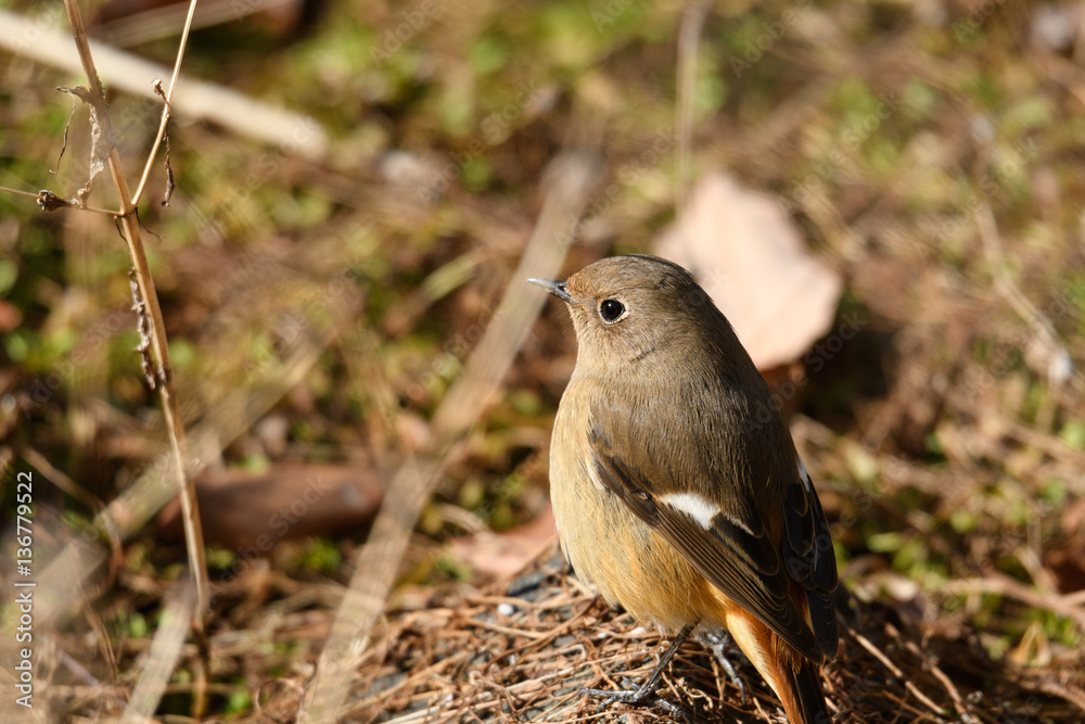 Obraz premium ジョウビタキ メス