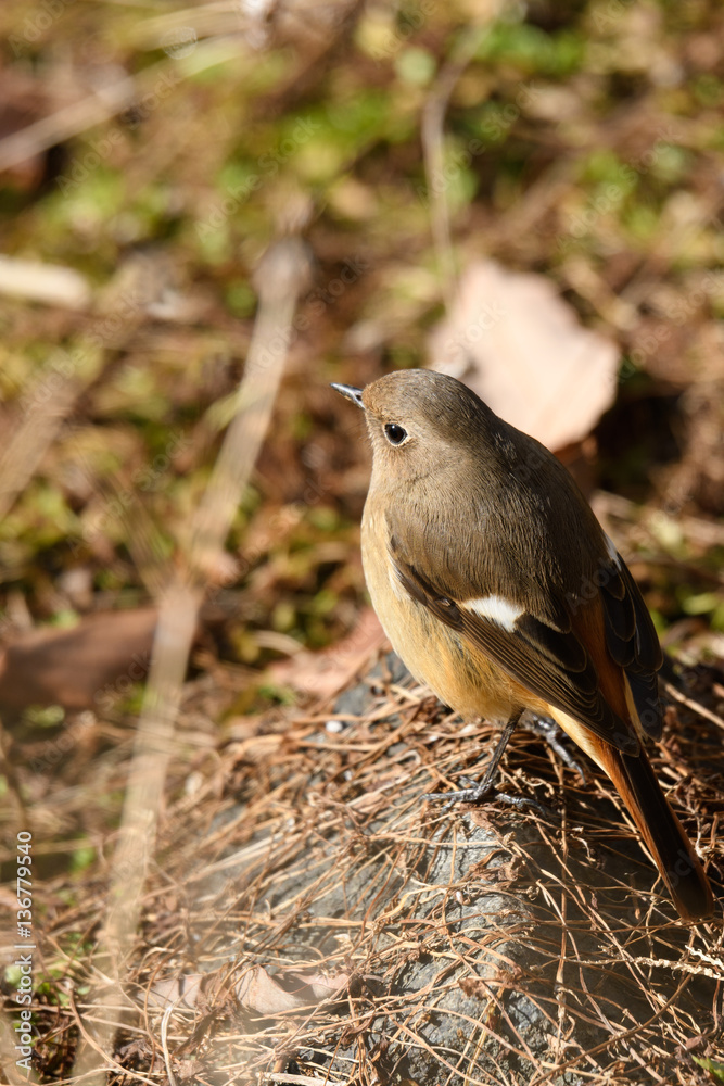 Obraz premium ジョウビタキ メス