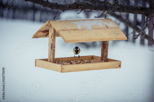 Great tit Parus Major on feeder at winter photo