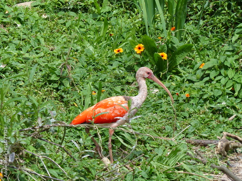 Jungtier scharlachroter Ibis stolziert im Grünen photo