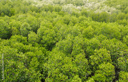 view of mangrove forest from above