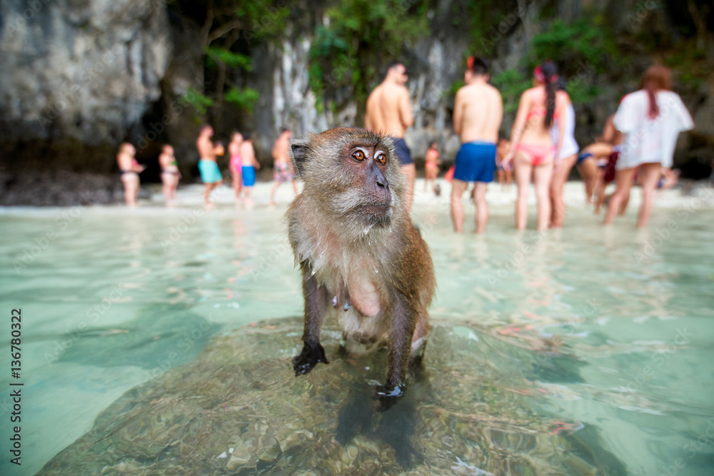 Fototapeta premium Monkey waiting for food in Monkey Beach and tourists in the back
