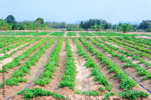 vegetable growing on plantation