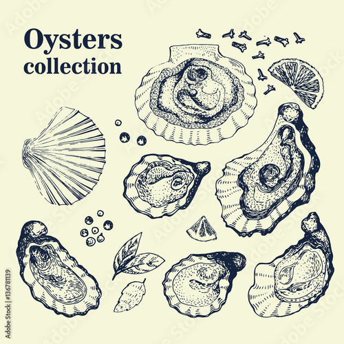 Vector hand drawn collection of oysters.