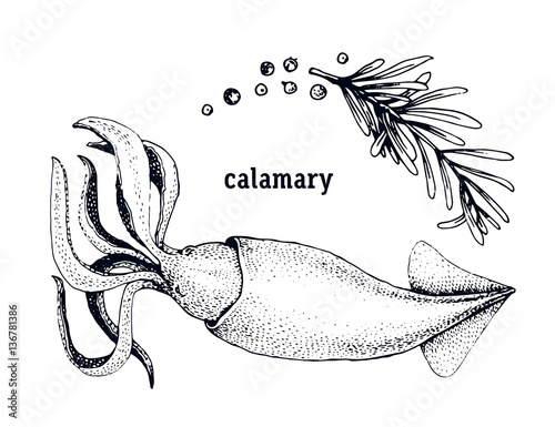 Hand drawn squid illustration.