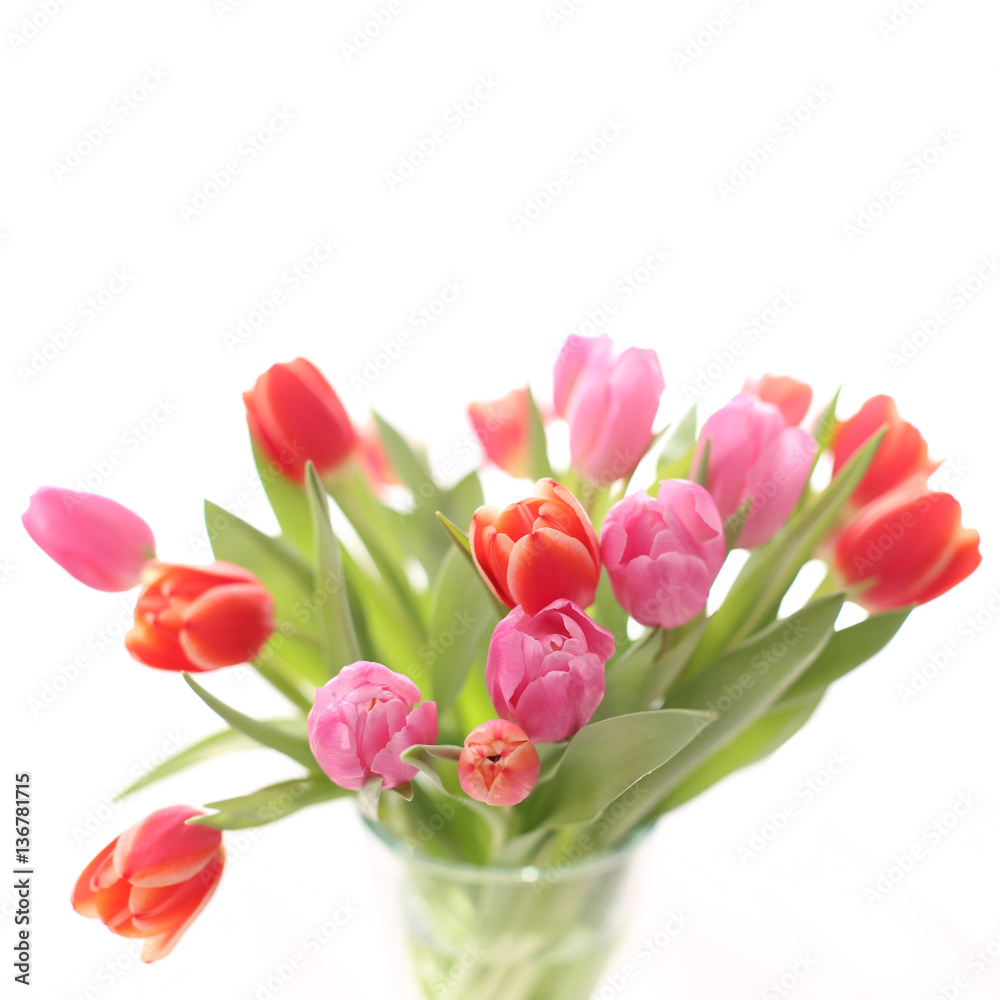 Fototapeta premium Tulips