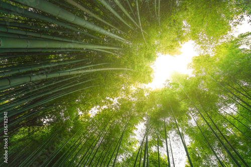 Bamboo forest with sun flare at Arashiyama  Japan