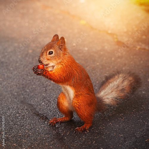 Squirrel feeding © Igor Kovalchuk