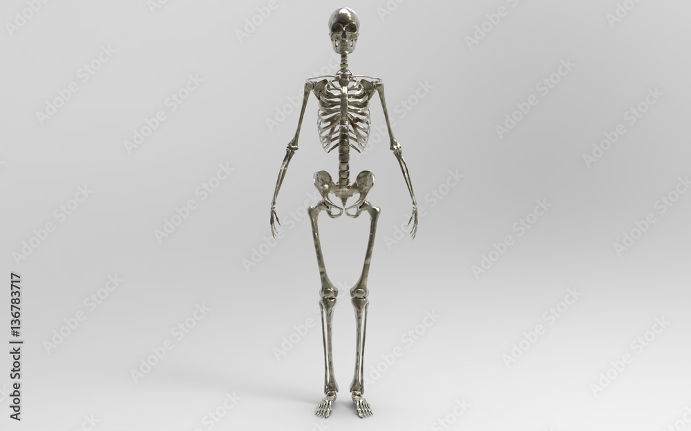 Fototapeta premium 3D Illustration Of A Human Skeleton