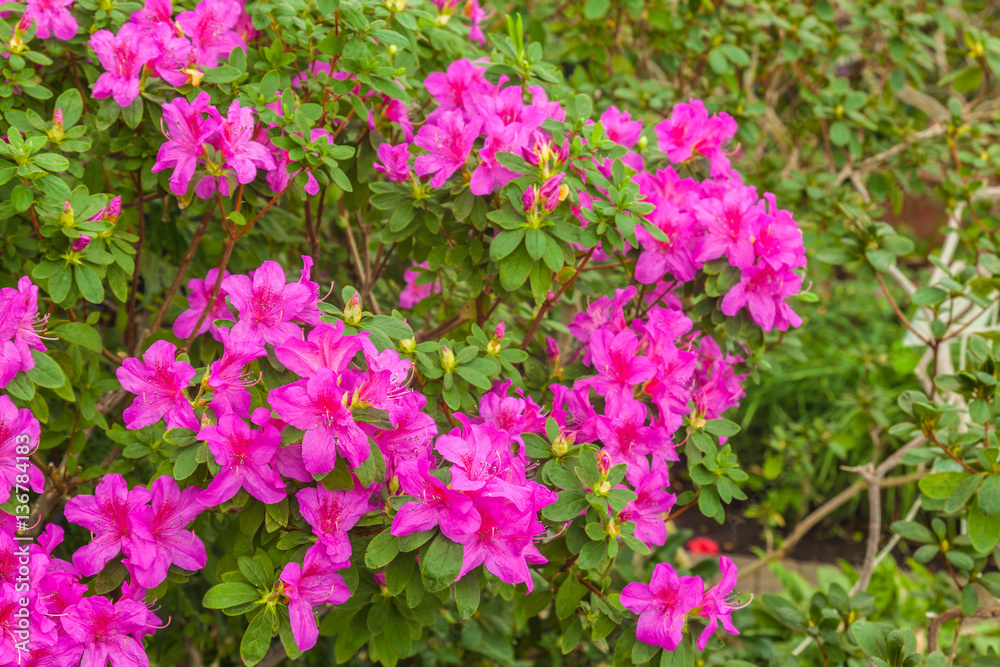 Pink azalea bush in the greenhouse Pink azalea bush in the greenhouse