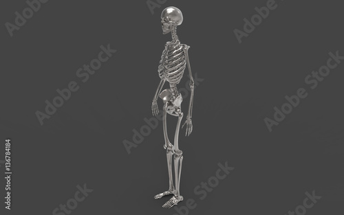 3D Illustration Of A Human Skeleton © Josh