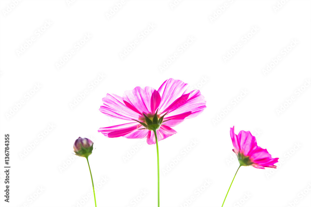 Cosmos flowers with blue sky background