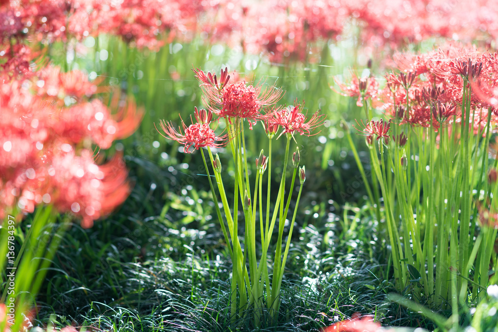 cluster amaryllis at Biwa-lake,Katsurahamaenchi,Shiga,Japan cluster amaryllis at Biwa-lake,Katsurahamaenchi,Shiga,Japan