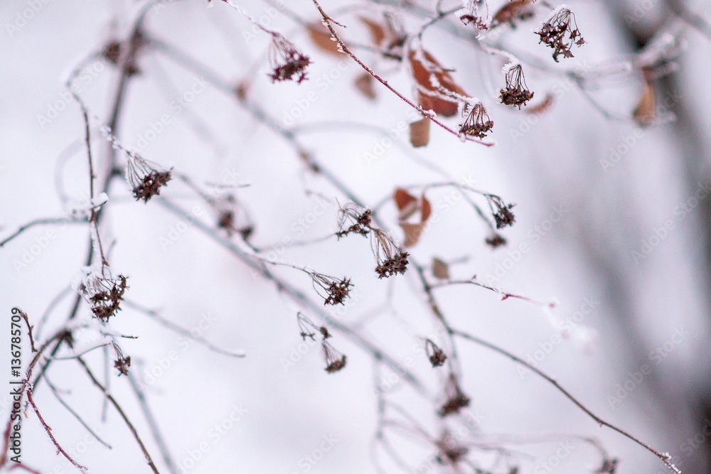 Detail of a branch covered with hoarfrost