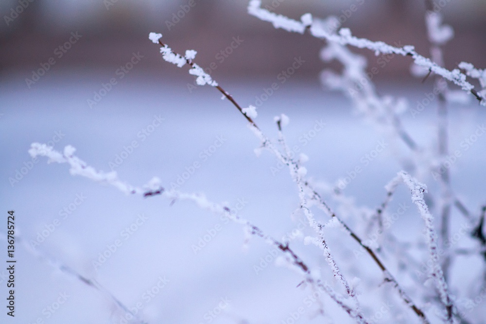 Hoar frost on tree branch