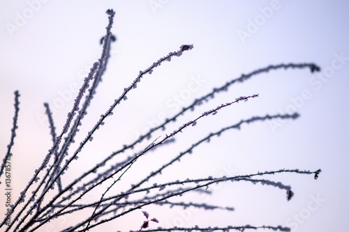 Hoar frost on tree branch