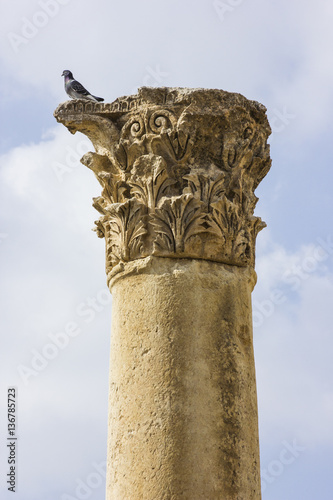 Ancient Roman city of Gerasa modern Jerash, Jordan pigeon on top of column